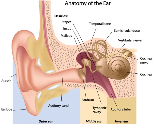 pic-ear-anatomy2