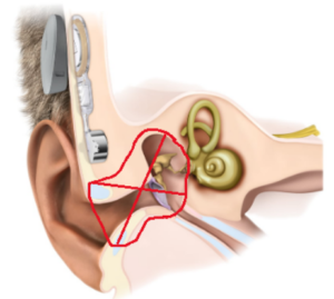 Diagram of the ear.