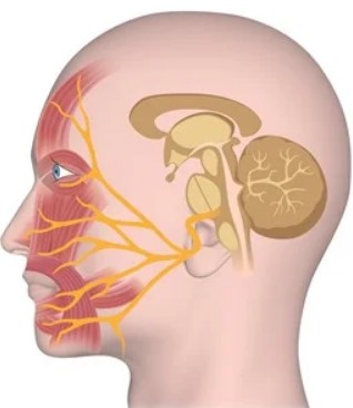 Diagram of a head.