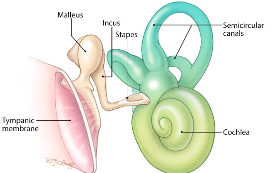 Inner ear picture.