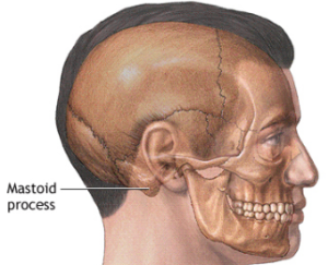 Mastoid.